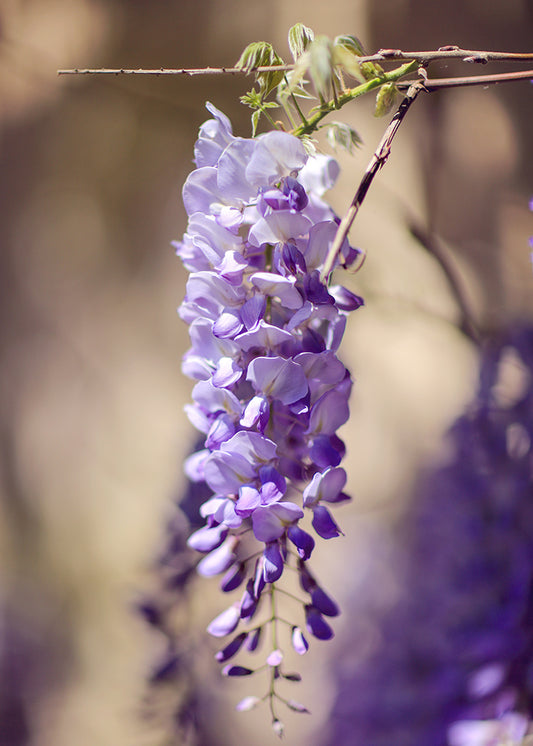 Hanging Lilac Wisteria Blossoms
