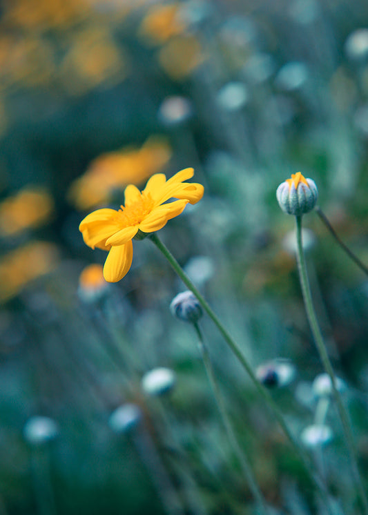 Yellow Daisy Against Teal Meadow