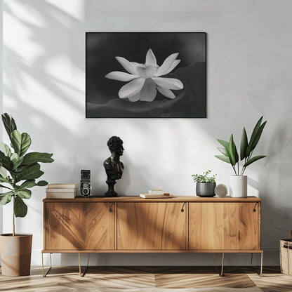 Serene Lotus Bloom