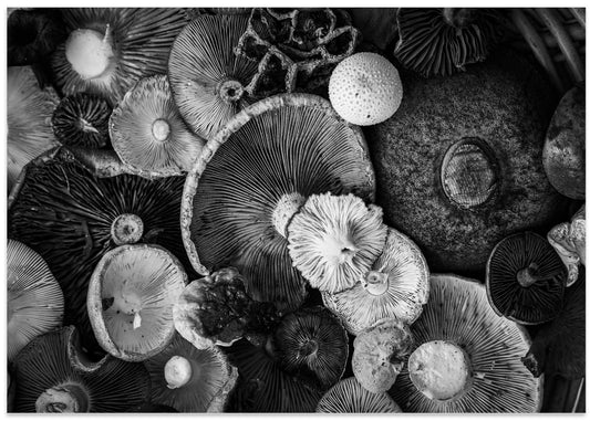Monochrome Mushroom Medley