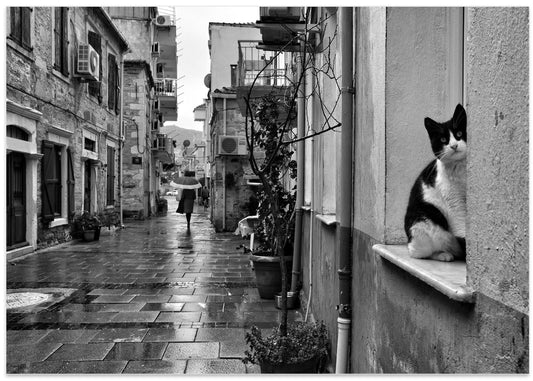Black Cat Rainy Street