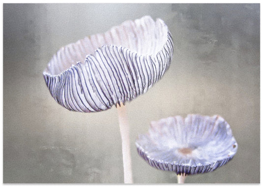 Ethereal Pleated Fungi