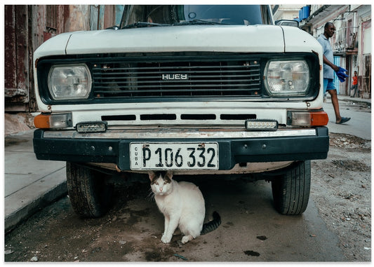 Cuban Street Cat Car