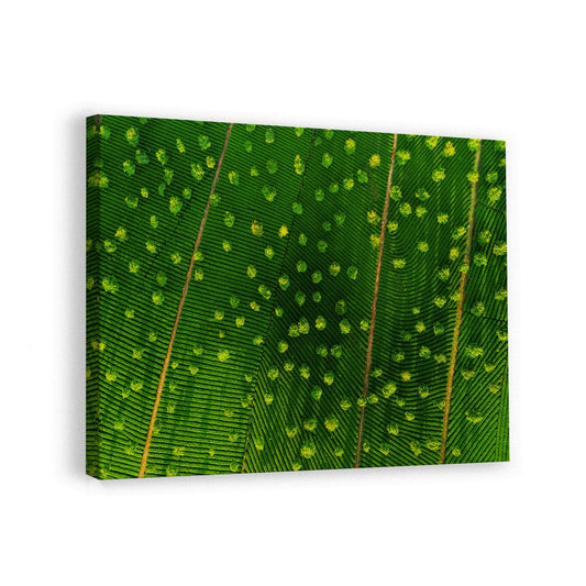 canvas