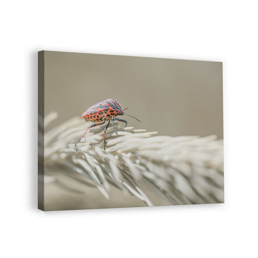 canvas