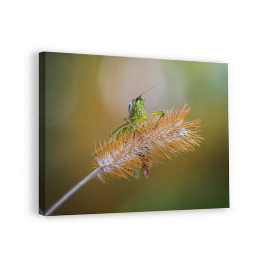 canvas