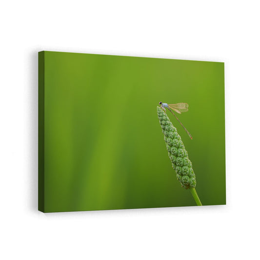 canvas