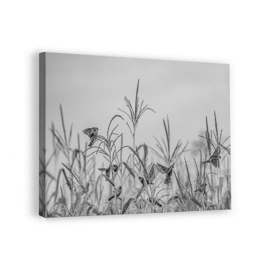canvas