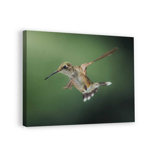 canvas