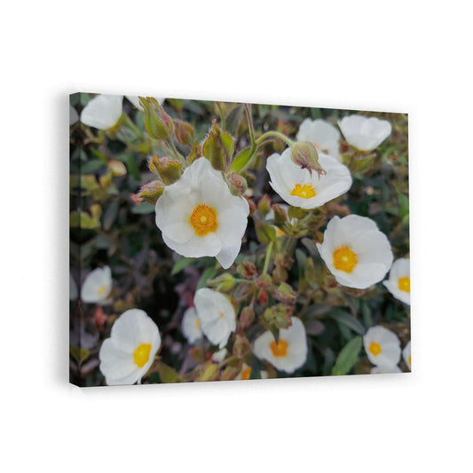 canvas