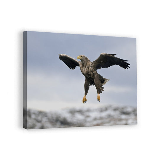 canvas