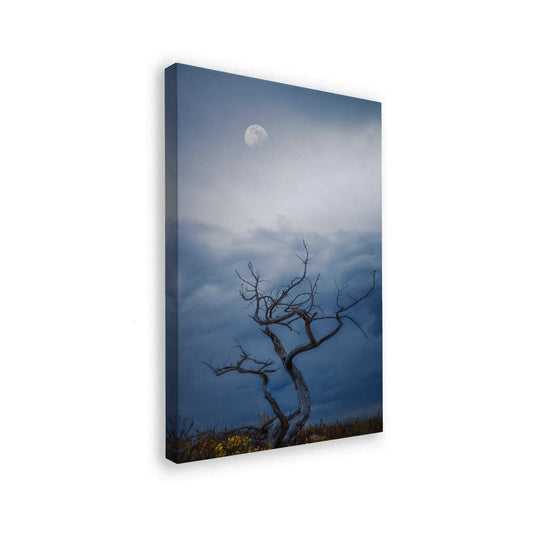 canvas