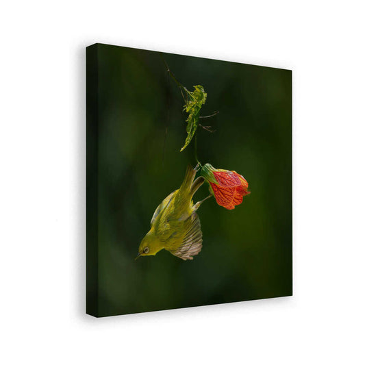 canvas