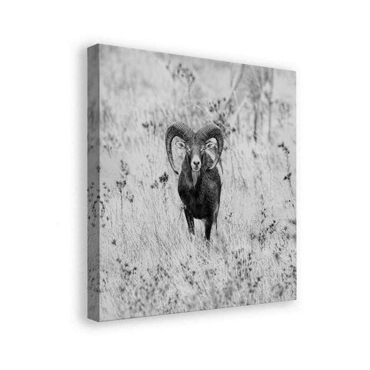 canvas