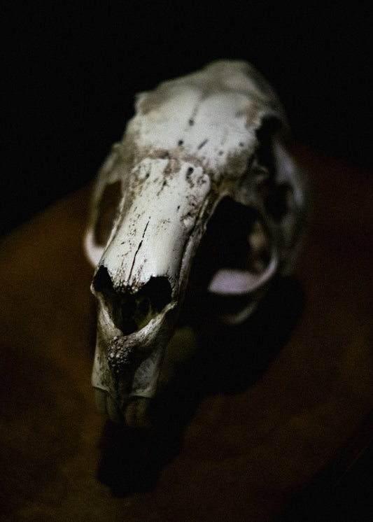 Dark Animal Skull Still Life