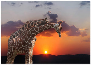 Golden Giraffes Sunset
