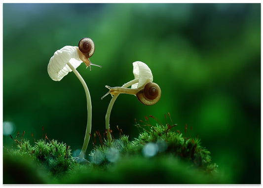 Curious Snails on Mushrooms