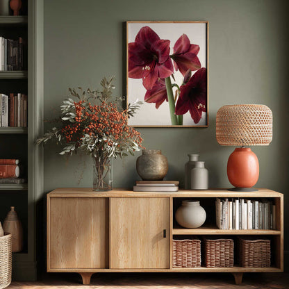 Red Amaryllis