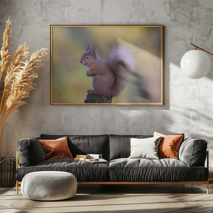 Alert Red Squirrel