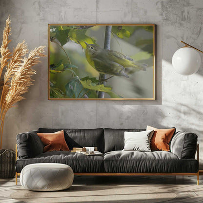 Curious Green Warbler