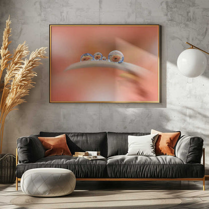 Gerbera Water Reflections