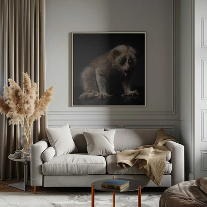 lorises