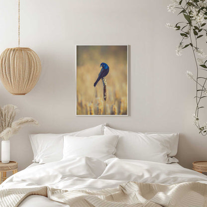 Grackle