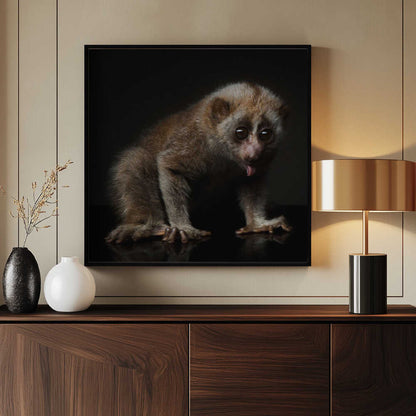 lorises