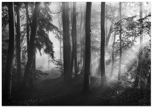 Sunlit Misty Forest