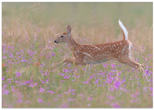 Running Fawn in Flowers
