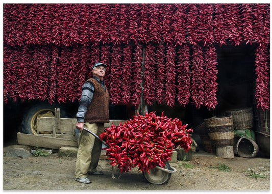 Red Pepper Harvest
