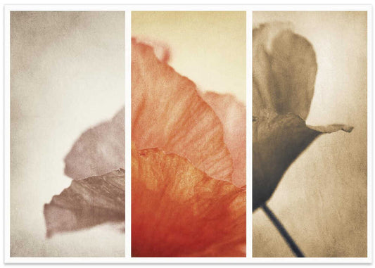 Soft Poppy Petals