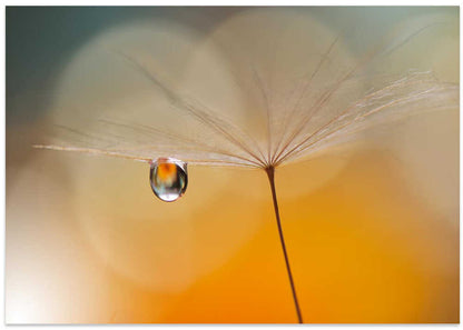 Delicate Dandelion Dew