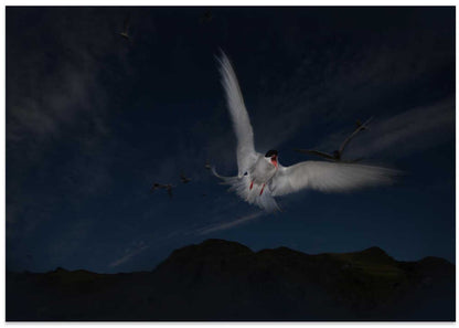 Arctic Tern Soaring Sky