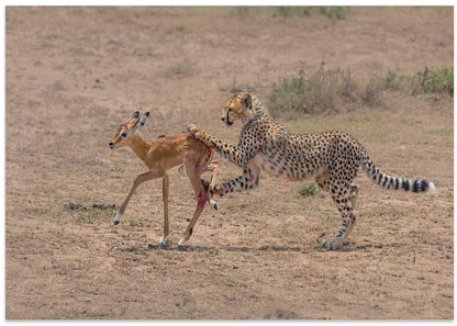 Cheetah Captures Impala Fawn