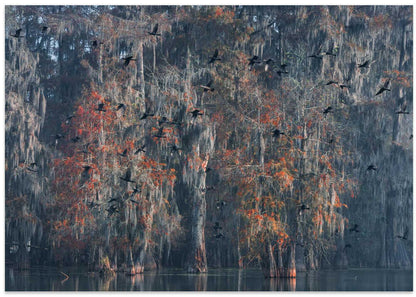 Swamp Birds in Flight