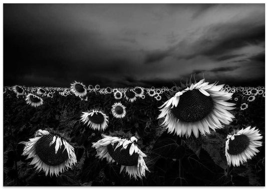 Stormy Sunflower Field