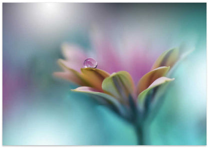 Delicate Dewdrop Flower
