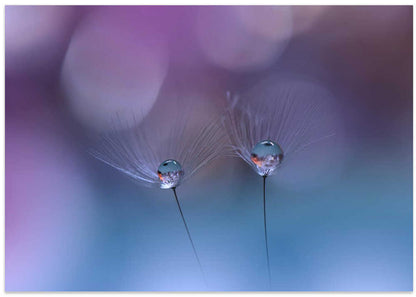 Dandelion Dew Reflections