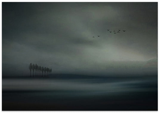 Misty Trees And Birds