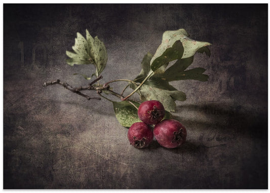 Autumn Hawthorn Berries