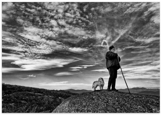 Lone Shepherd Dog