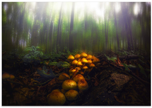 Misty Forest Mushrooms