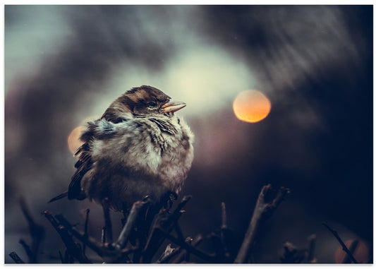 Cozy Winter Sparrow