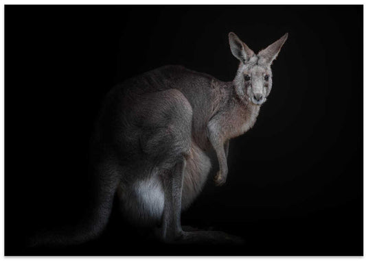 Striking Kangaroo Portrait
