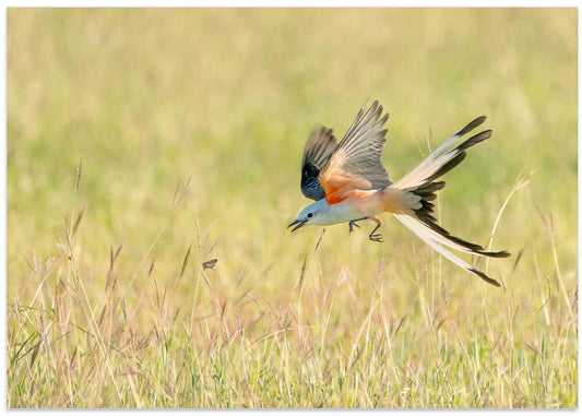 Orange Flycatcher in Flight