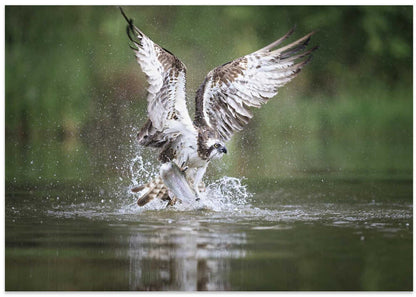 Osprey Fishing Dive