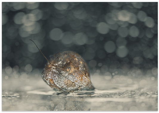 Delicate Physalis Reflection