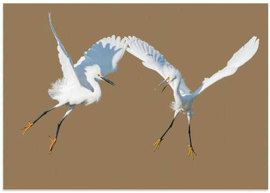 Dynamic Egret Flight