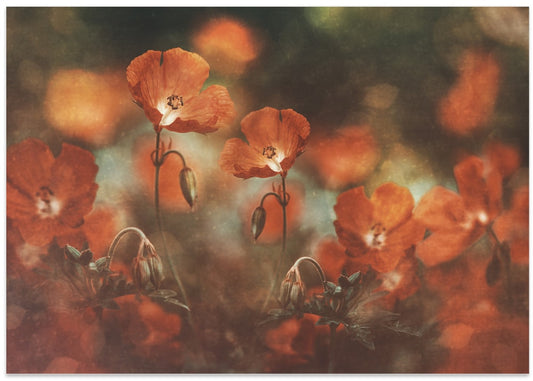 Soft Orange Poppies